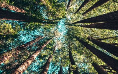 Green Fintech Miniseries