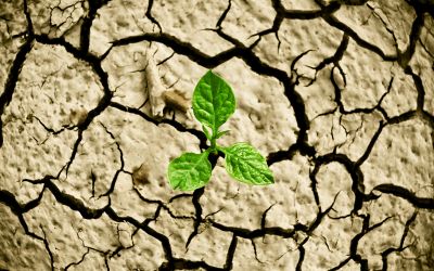 Certificate in Sustainable and Responsible Investment